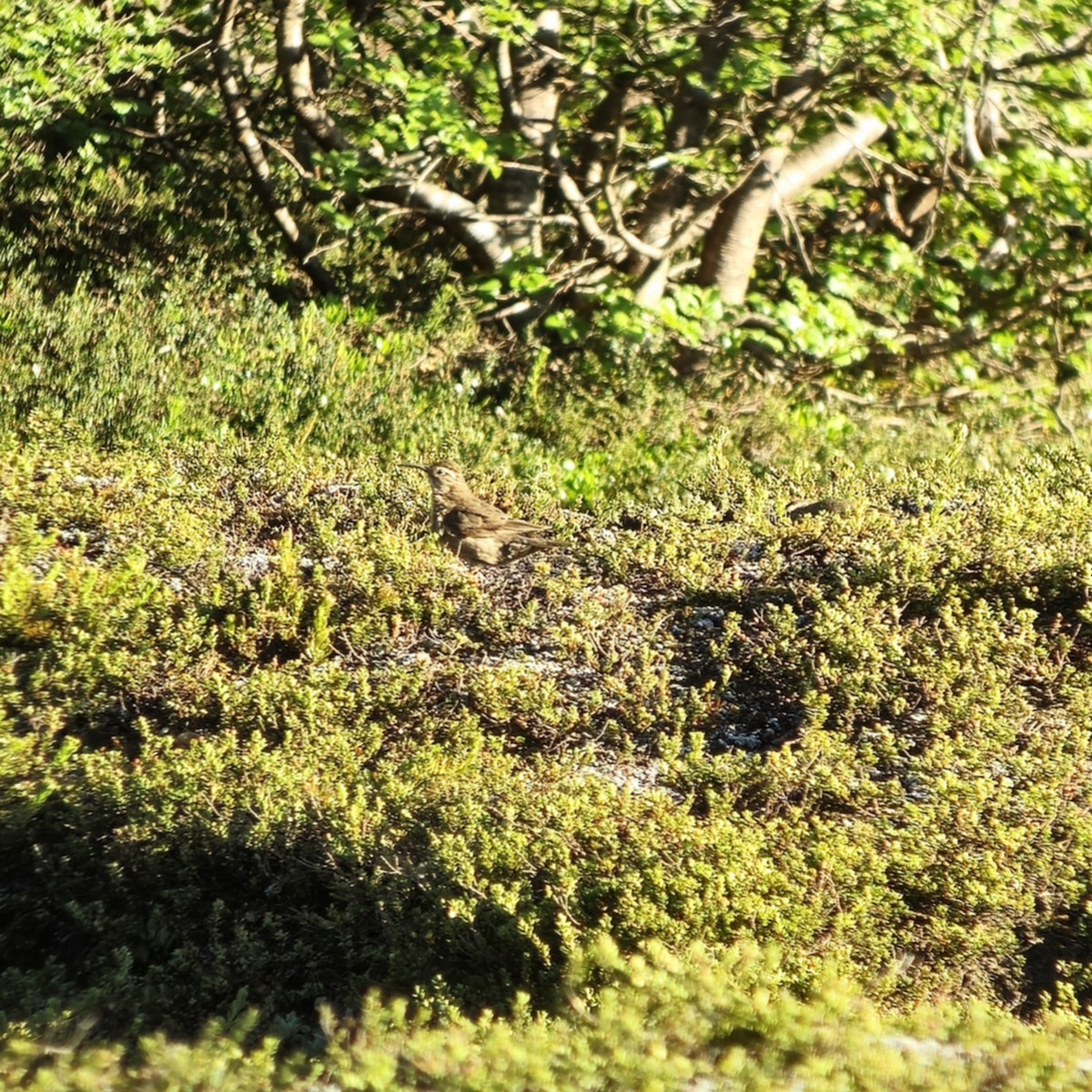 Patagonian Forest Earthcreeper - ML628951893