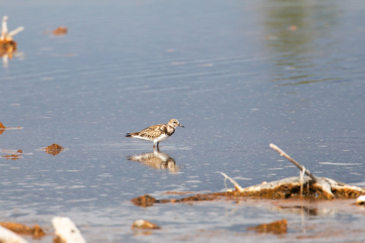 Ruddy Turnstone - ML628951915