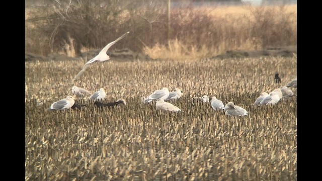 Glaucous Gull - ML628951917