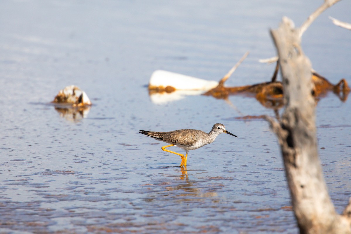 Lesser Yellowlegs - ML628951945