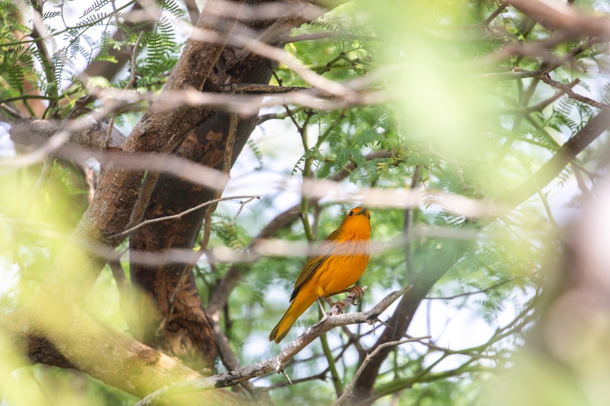 Yellow Warbler - ML628951987