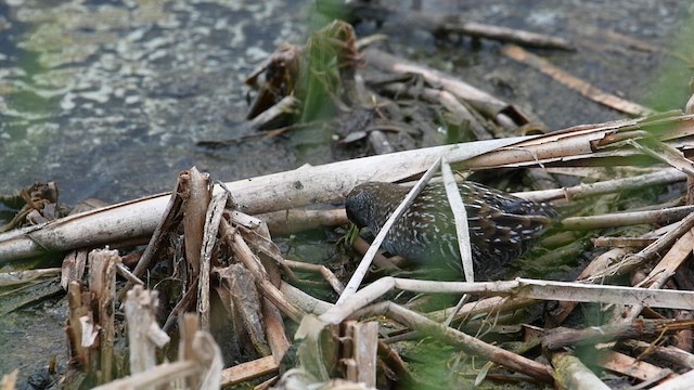 chřástal australský - ML628952002
