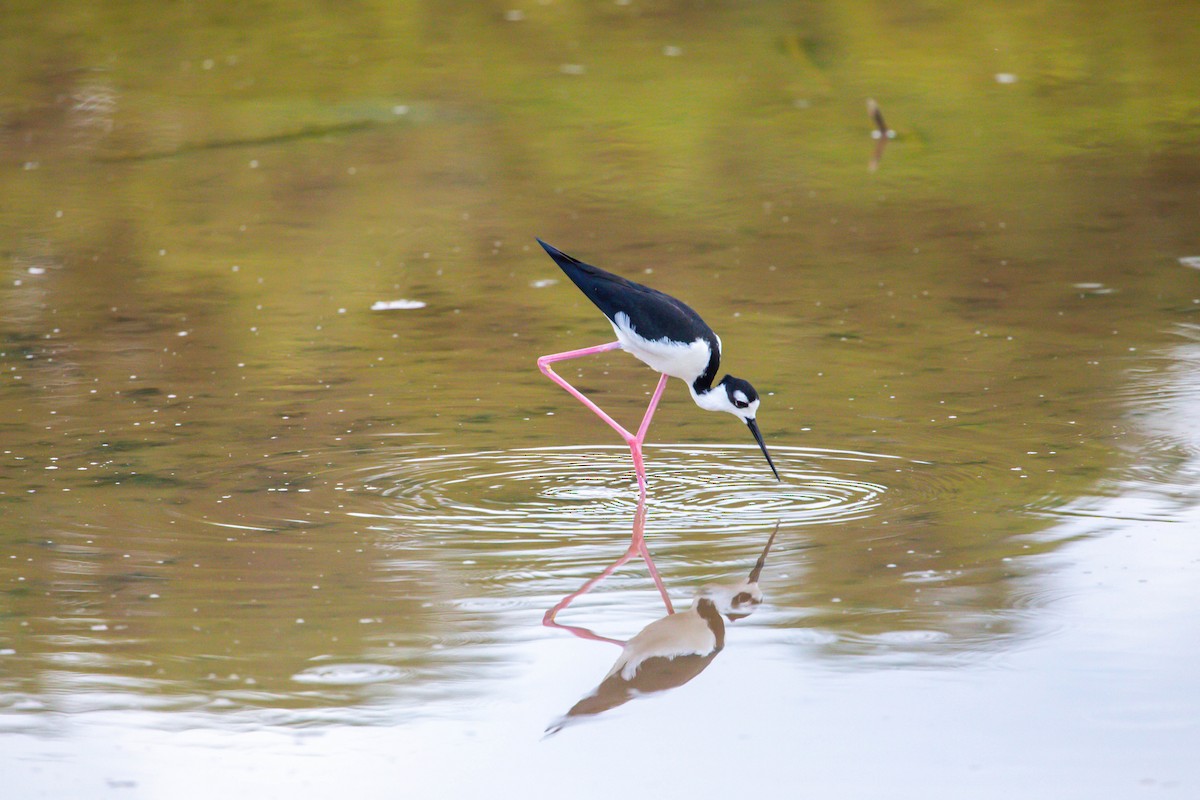 Black-necked Stilt - ML628952060