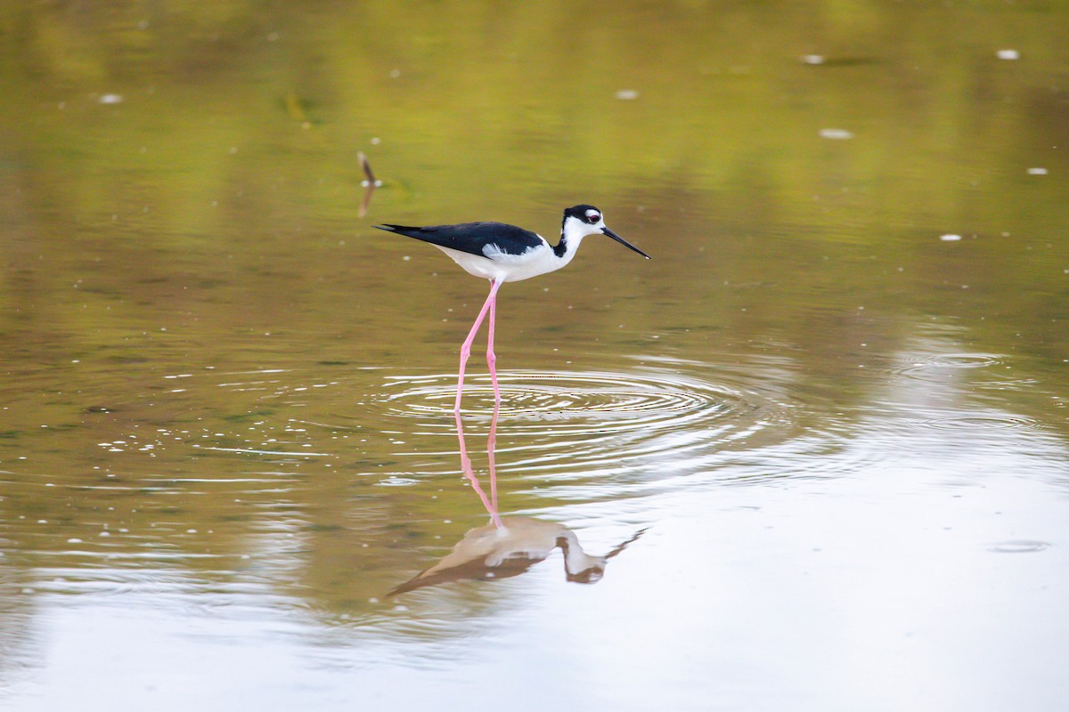 Black-necked Stilt - ML628952061