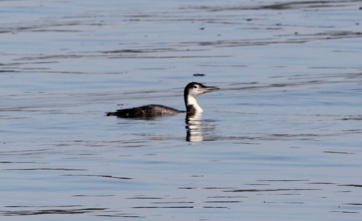 Common Loon - ML628952316