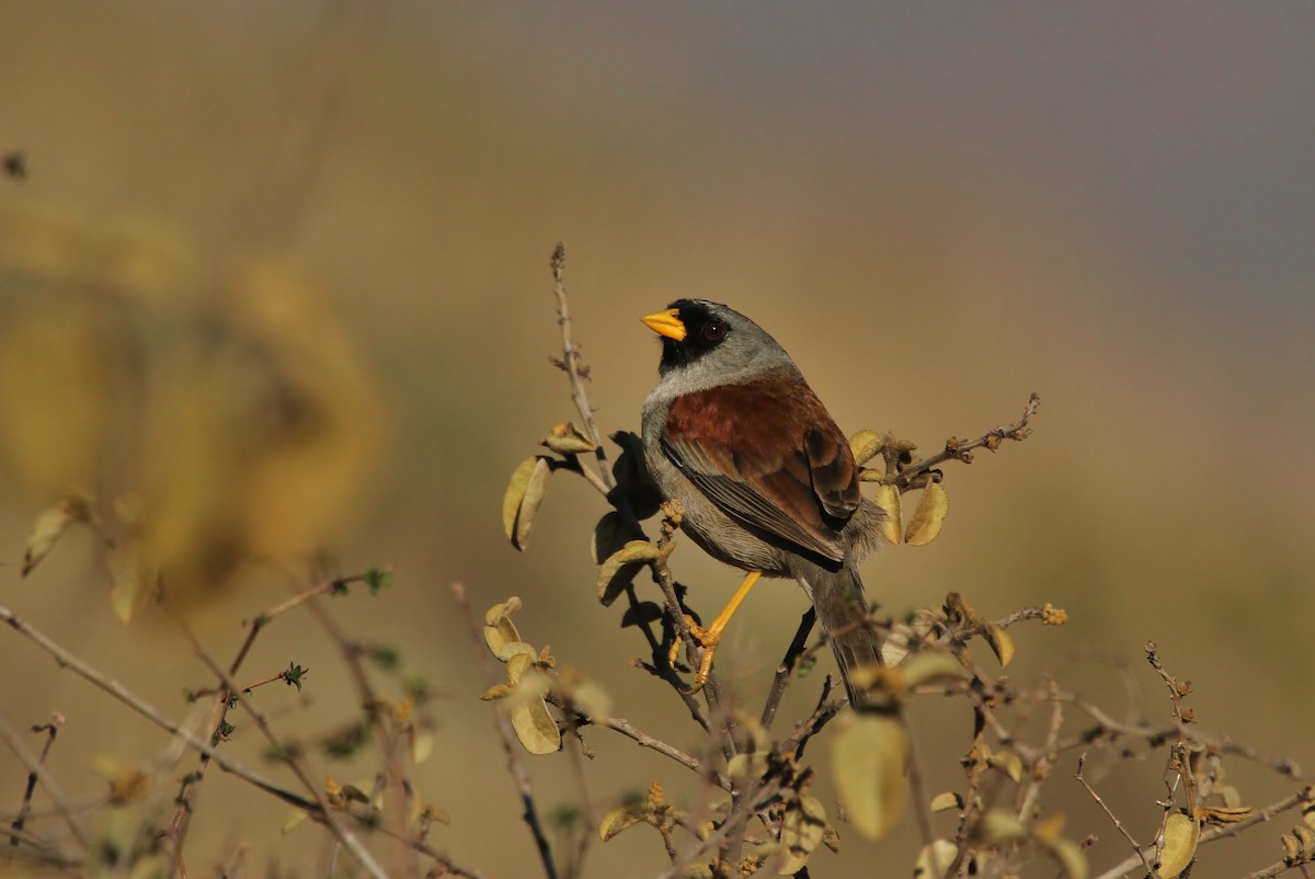 Rufous-backed Inca-Finch - ML628952551