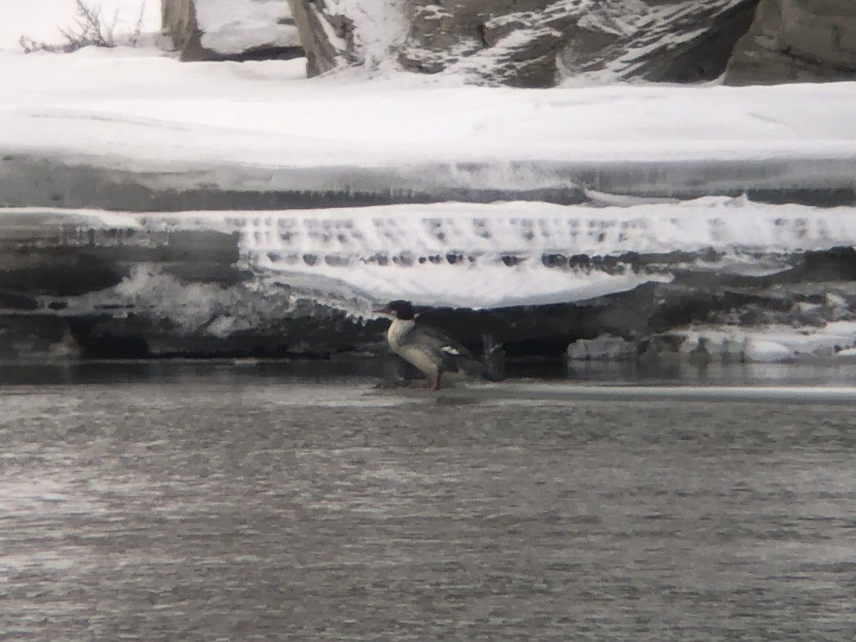 Common Merganser (North American) - ML628952781