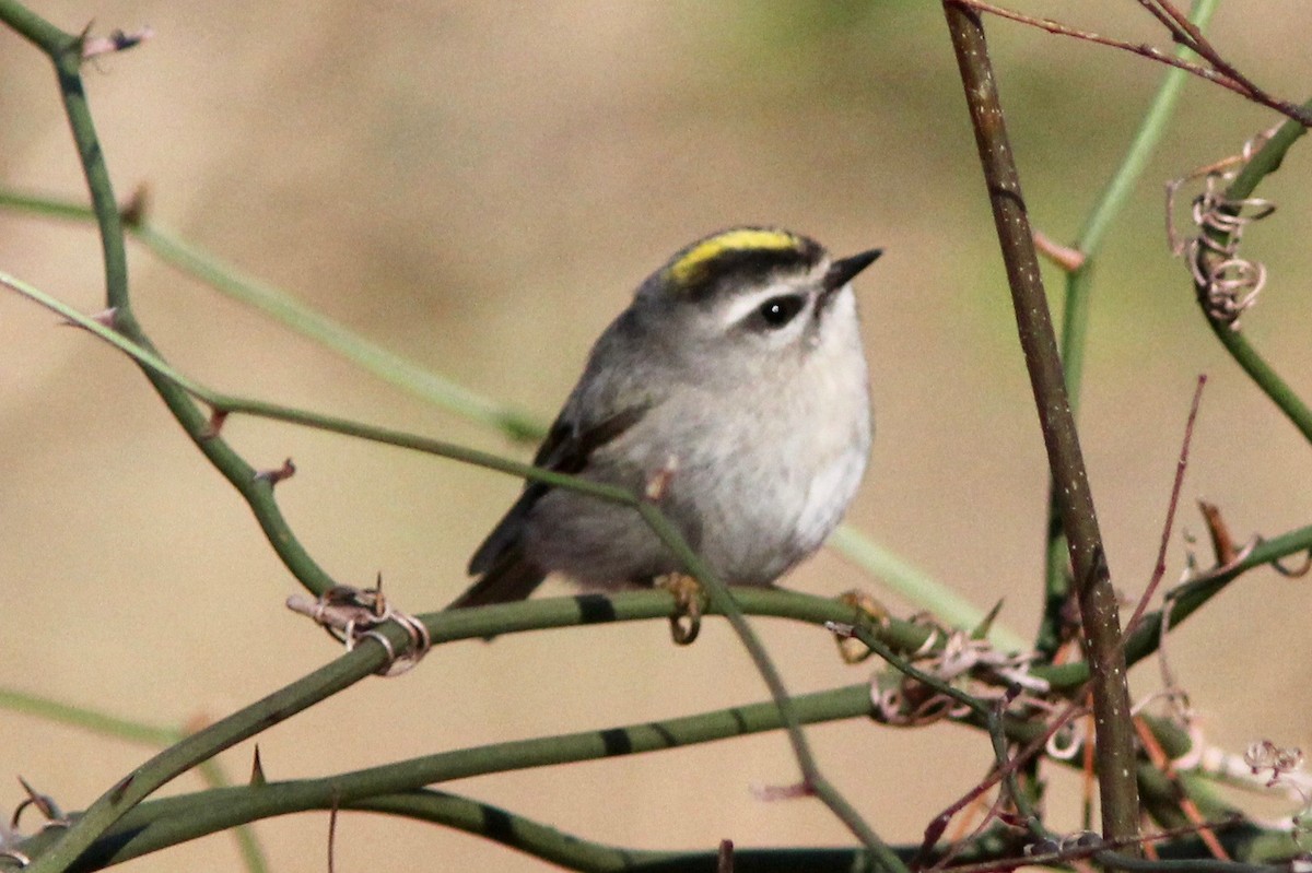 Golden-crowned Kinglet - ML628952812