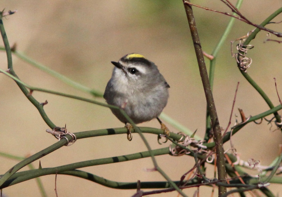 Golden-crowned Kinglet - ML628952813