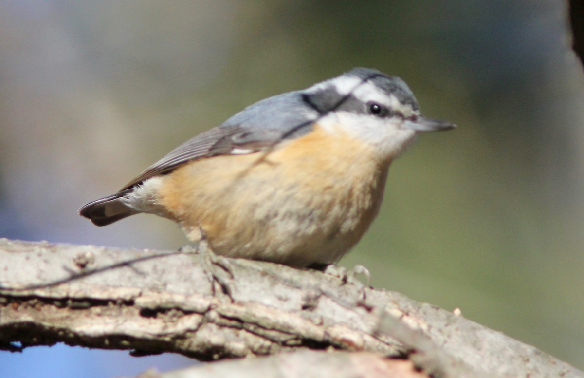 Red-breasted Nuthatch - ML628952831