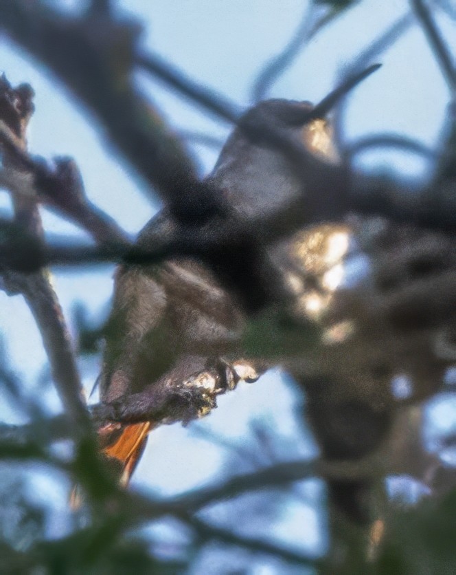 Beautiful Hummingbird - ML628952901