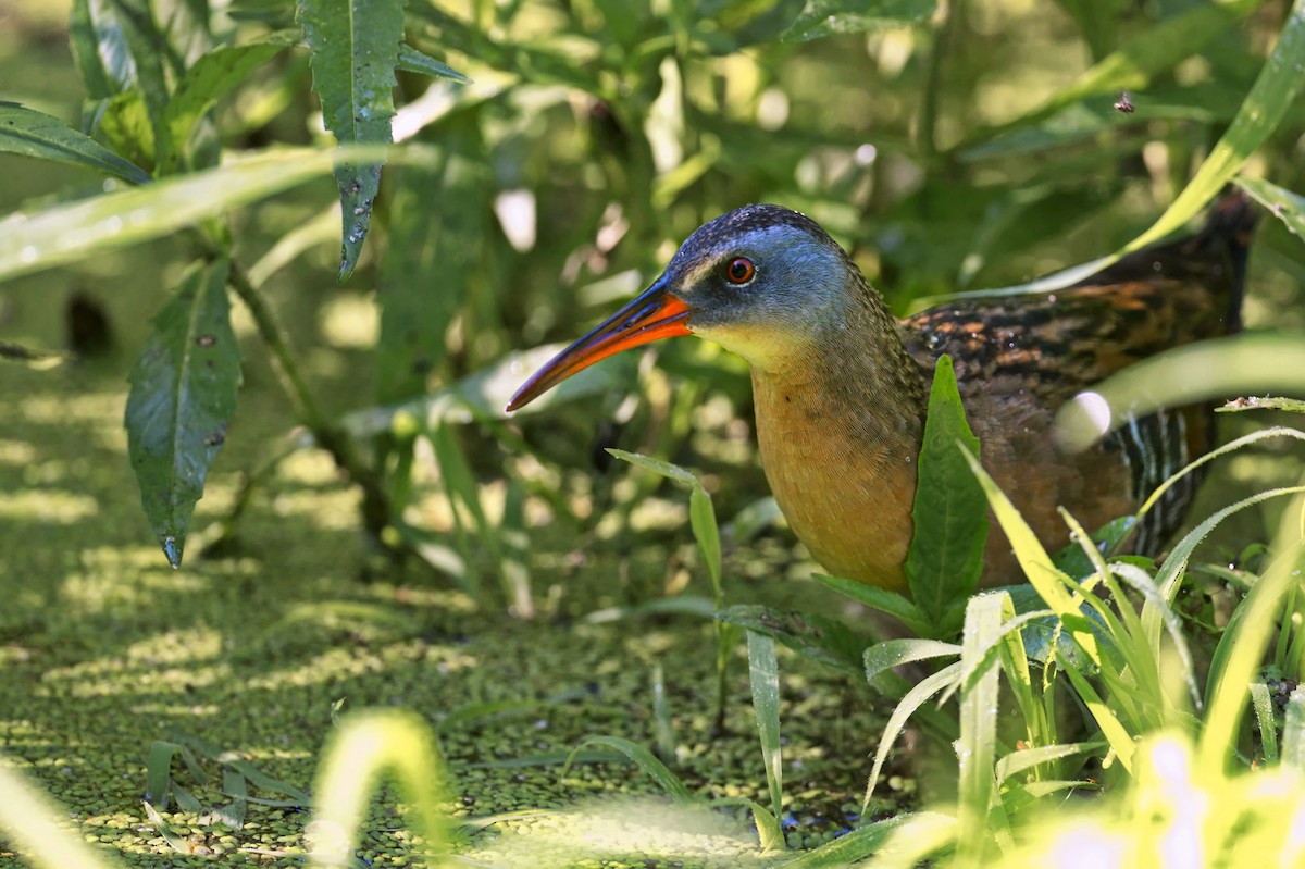 Virginia Rail - ML628953009
