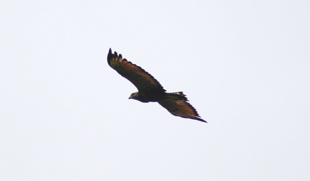 Savanna Hawk - ML628953129