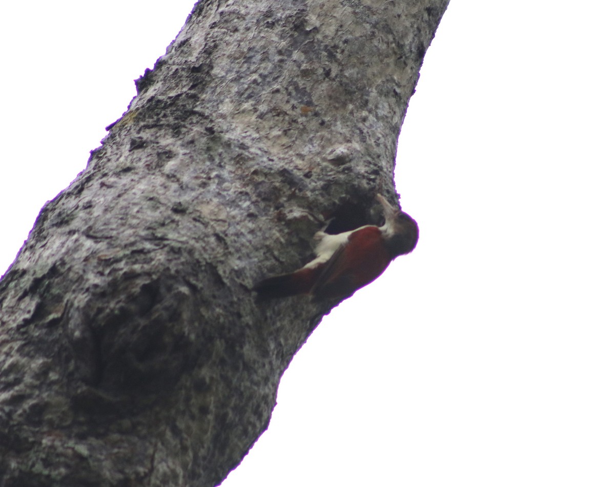 Scarlet-backed Woodpecker - ML628953142