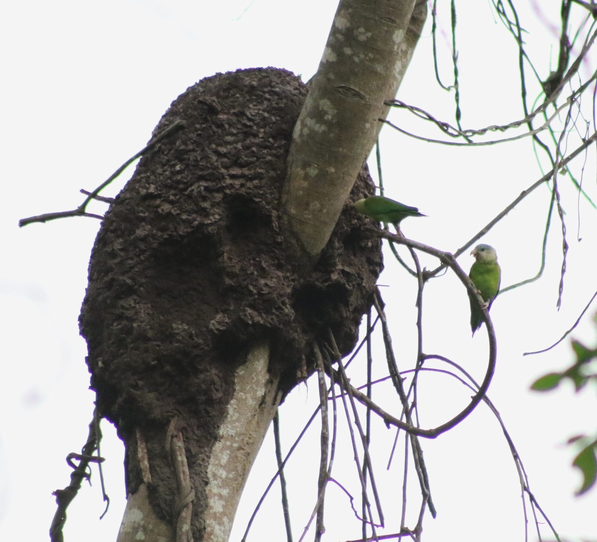 Gray-cheeked Parakeet - ML628953160