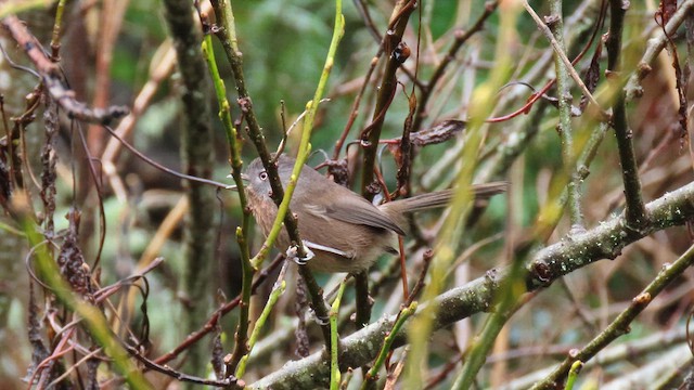 Wrentit - ML628953191