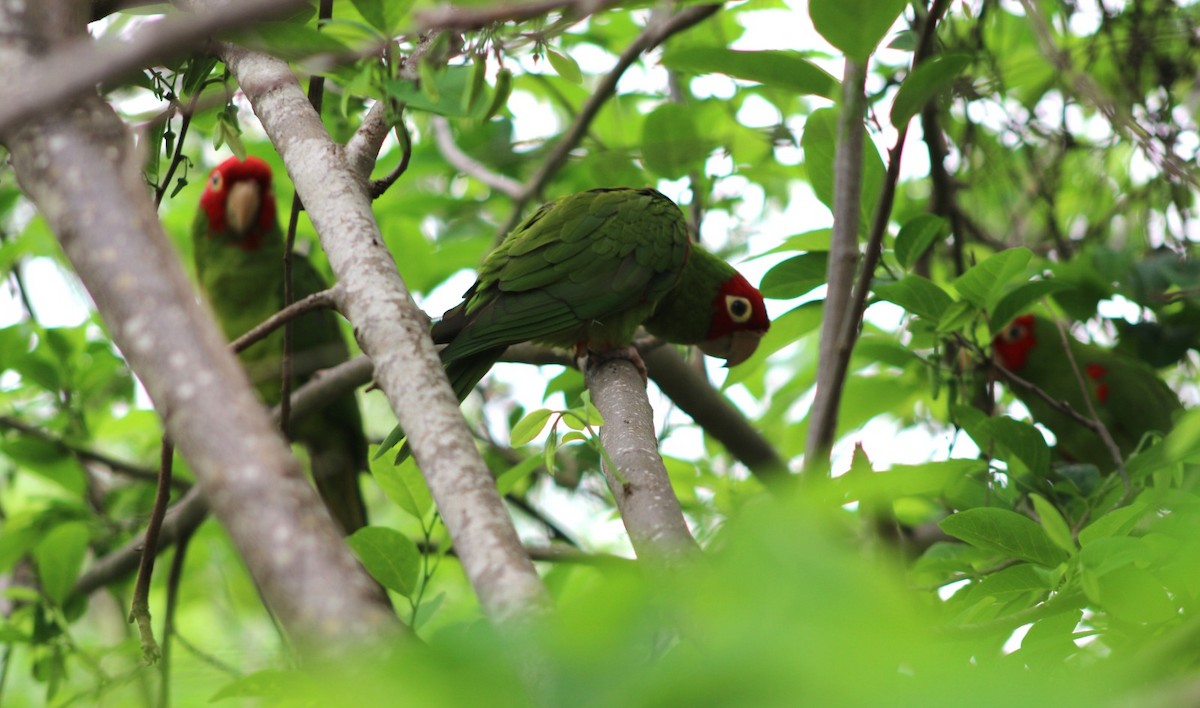 Red-masked Parakeet - ML628953245