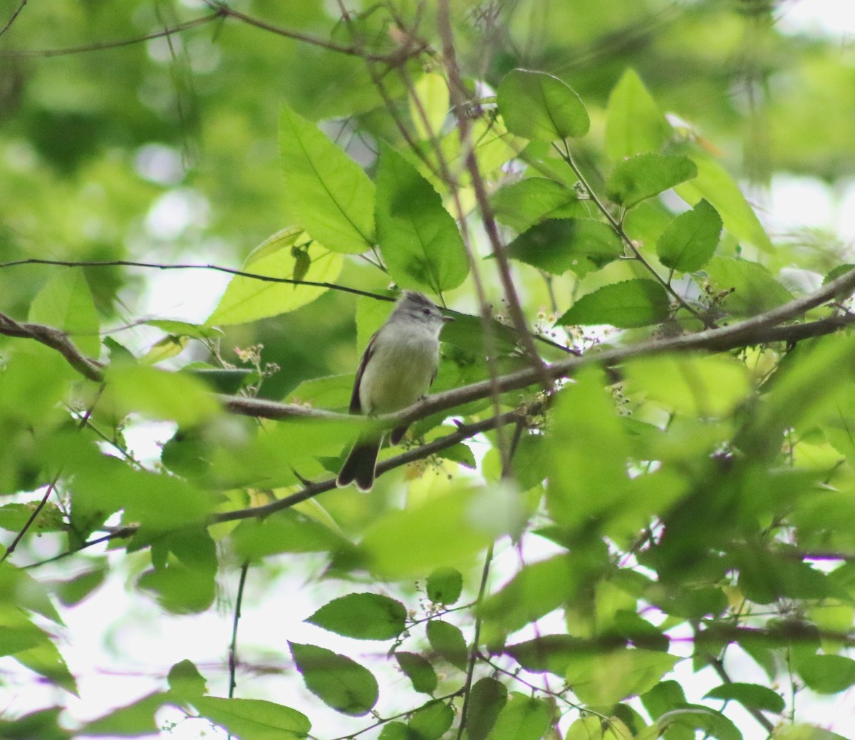 Southern Beardless-Tyrannulet - ML628953307