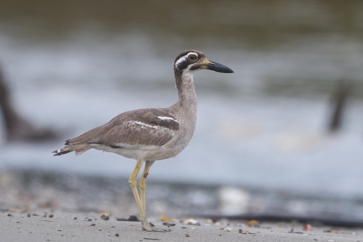 dytík velkozobý - ML628953362