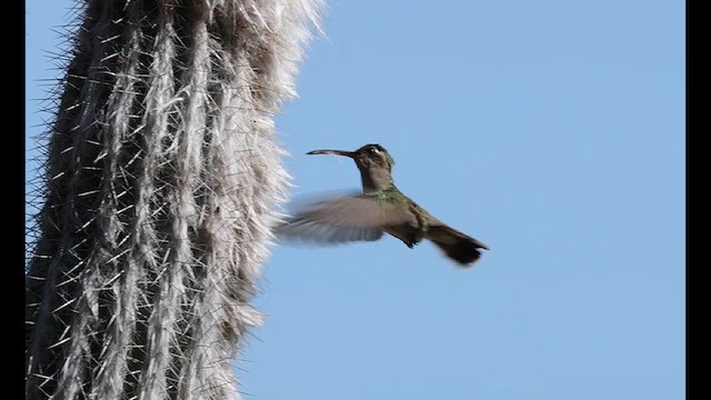 Dusky Hummingbird - ML628953617