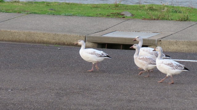 Snow Goose - ML628953681