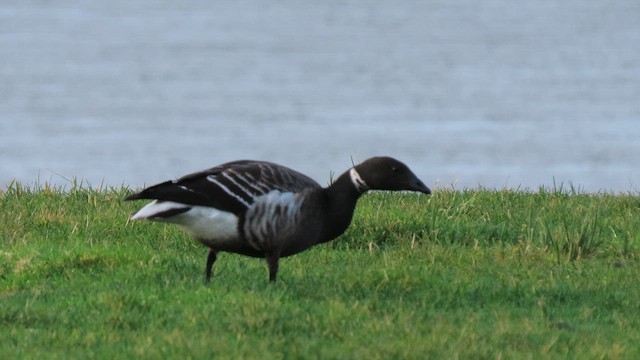 Brant - ML628953693