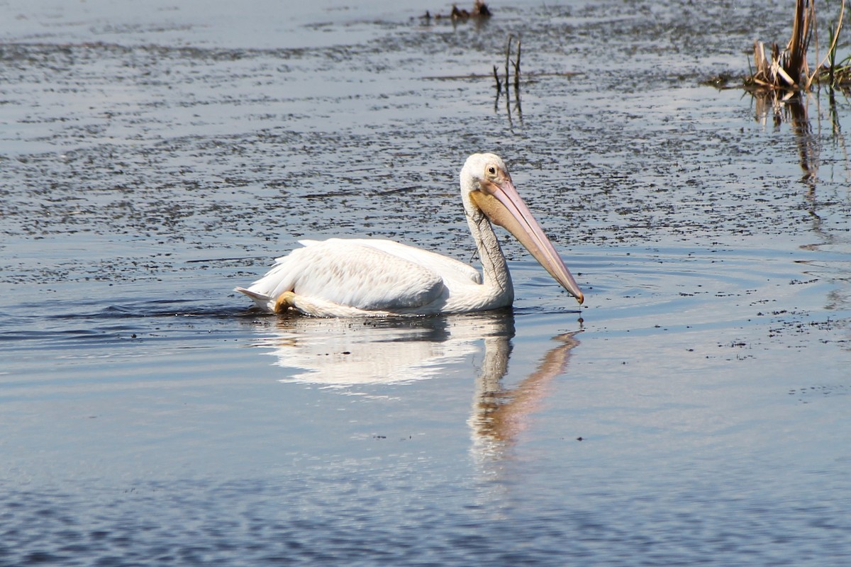 American White Pelican - Michael Ryon