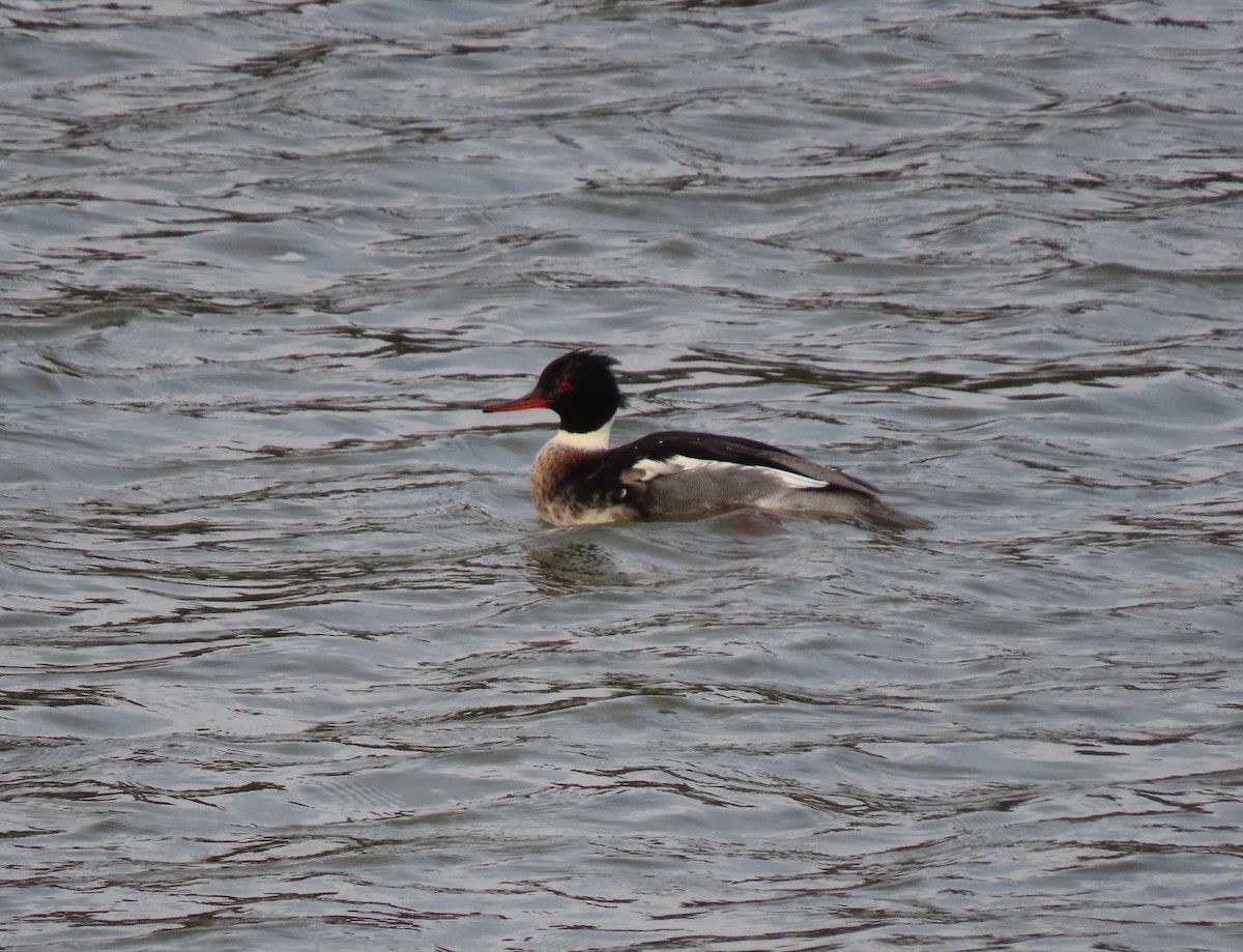 Сэвгэр бохио - ML628953813