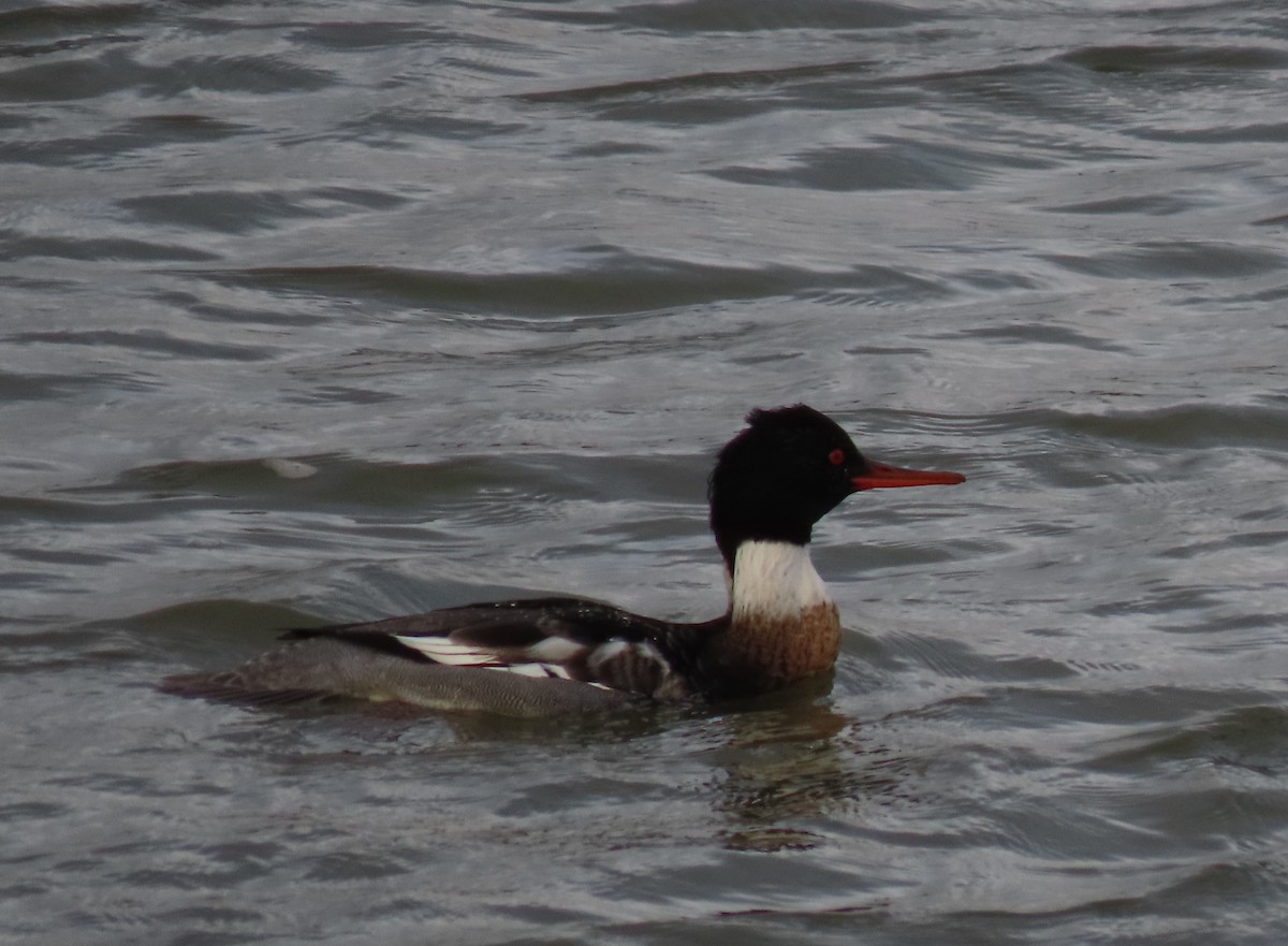 Сэвгэр бохио - ML628953814