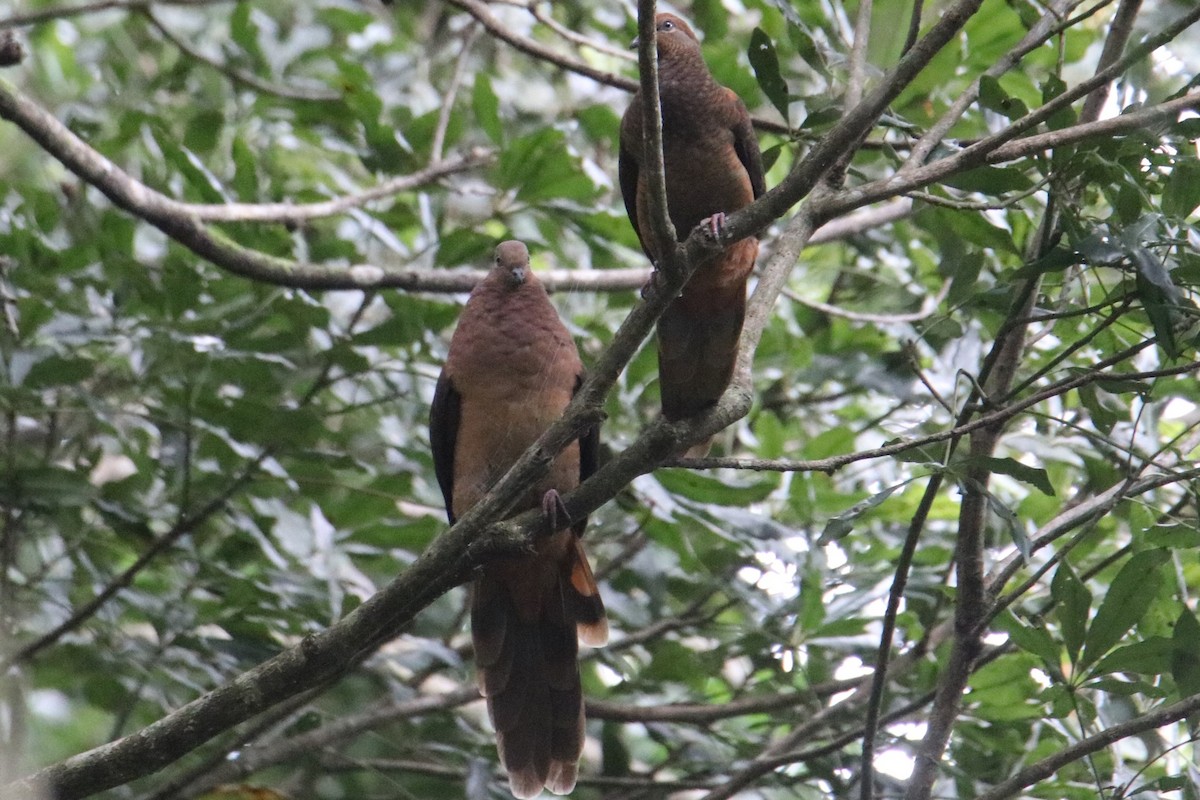 Brown Cuckoo-Dove - ML628953910