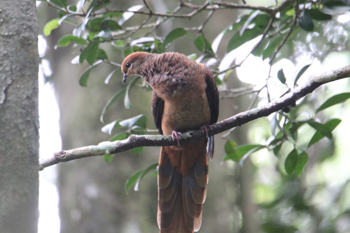 Brown Cuckoo-Dove - ML628953961