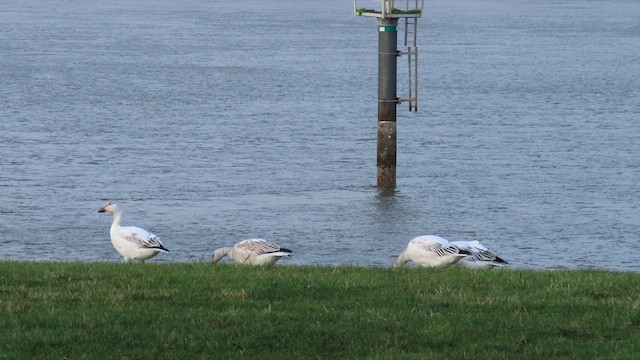 Snow Goose - ML628954016