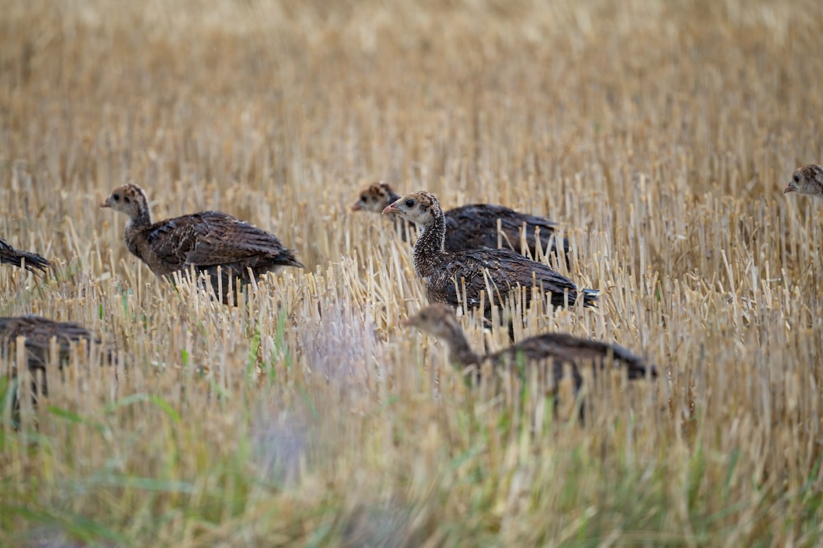 Wild Turkey - ML628954072