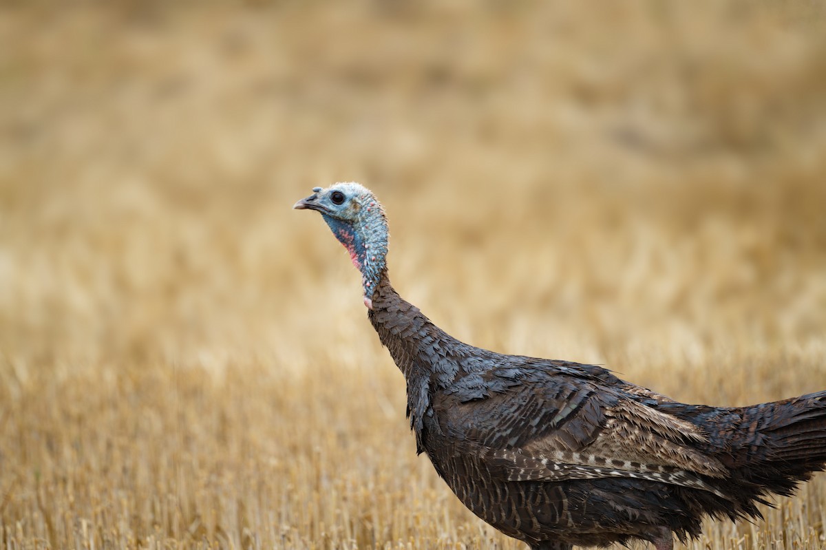Wild Turkey - ML628954073