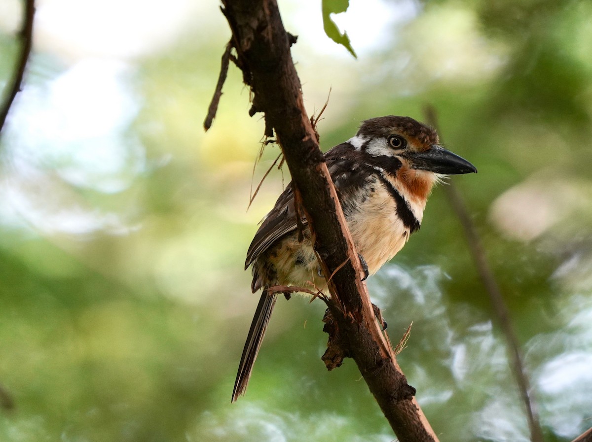 Russet-throated Puffbird - ML628954239