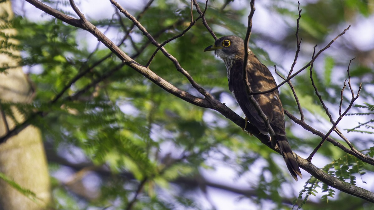 Malaysian Hawk-Cuckoo - ML628954564