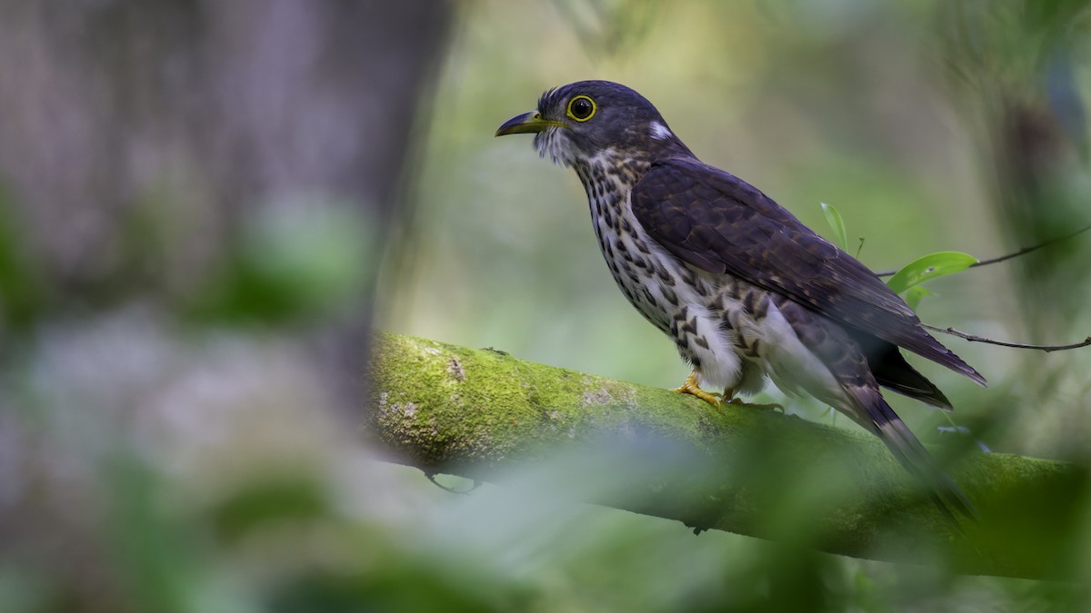 Malaysian Hawk-Cuckoo - ML628954566