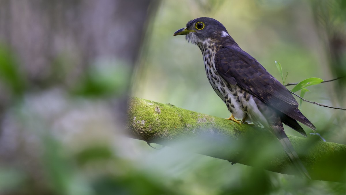 Malaysian Hawk-Cuckoo - ML628954576