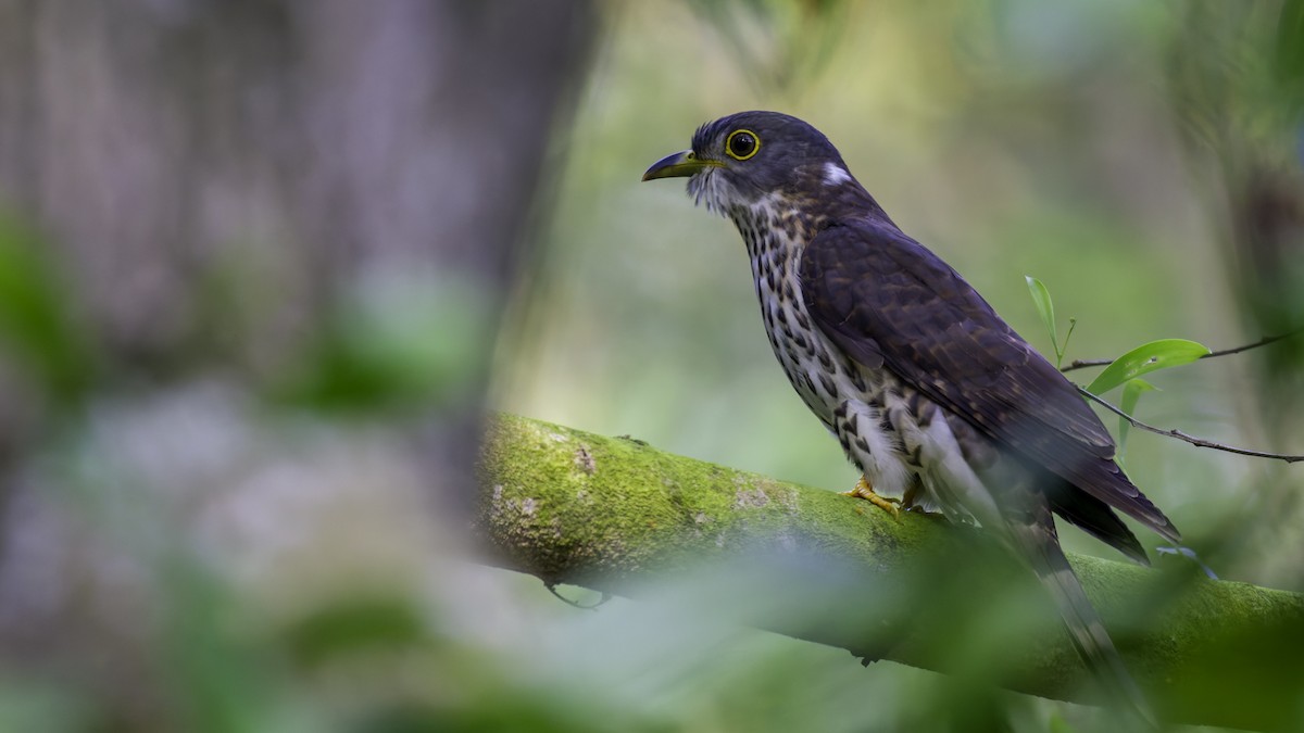 Malaysian Hawk-Cuckoo - ML628954583
