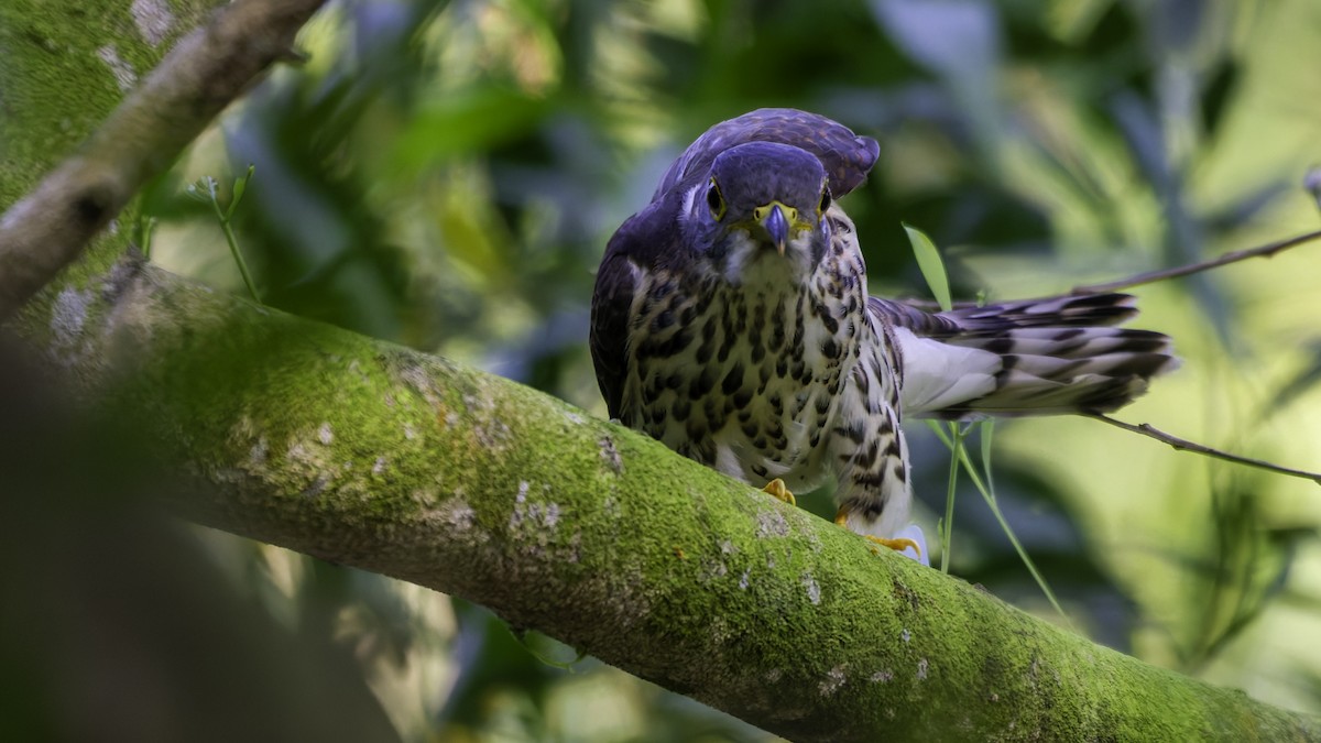 Malaysian Hawk-Cuckoo - ML628954594