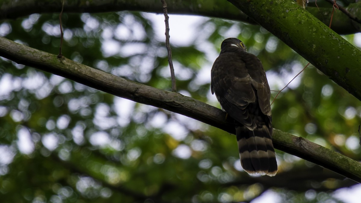 Malaysian Hawk-Cuckoo - ML628954597
