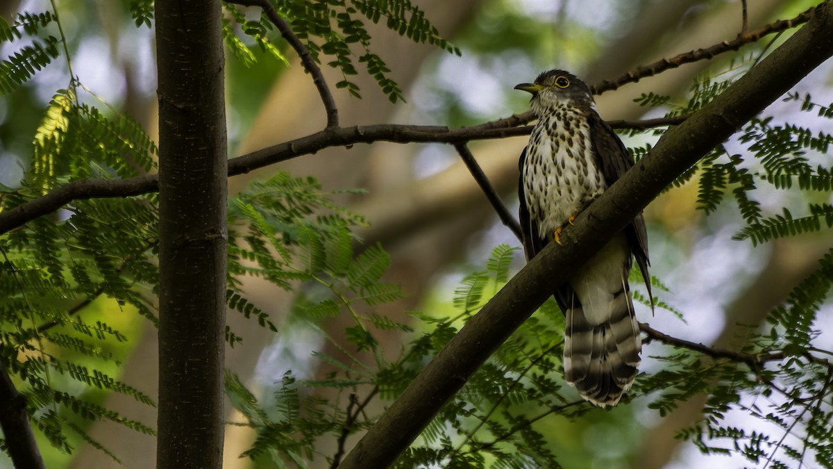 Malaysian Hawk-Cuckoo - ML628954677