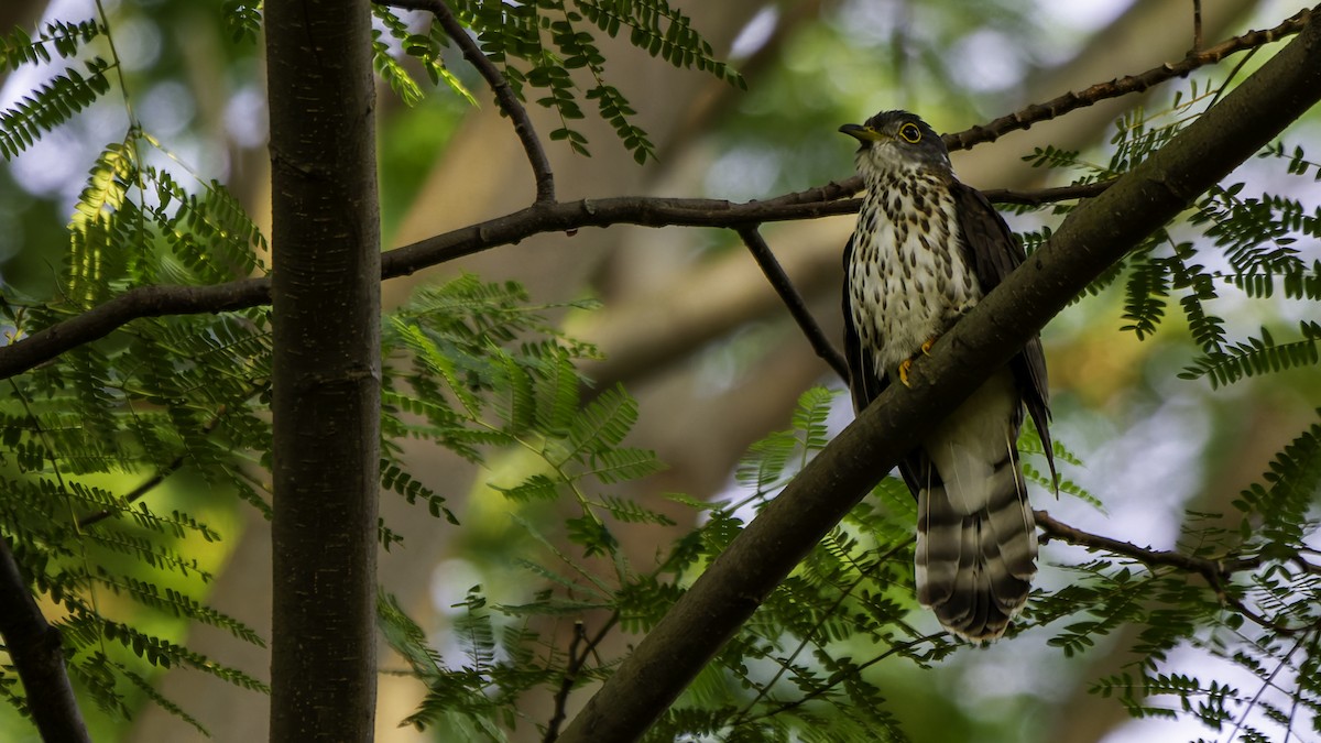 Malaysian Hawk-Cuckoo - ML628954683