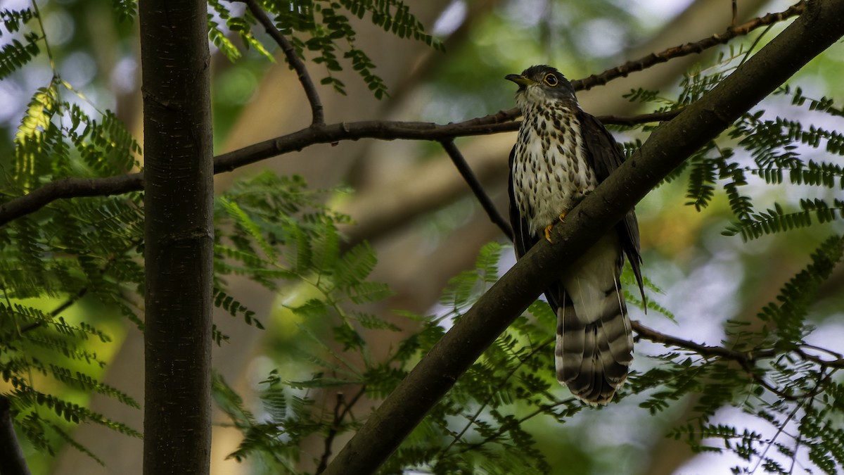 Malaysian Hawk-Cuckoo - ML628954687