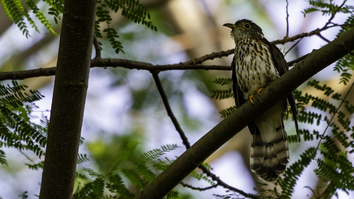 Malaysian Hawk-Cuckoo - ML628954690