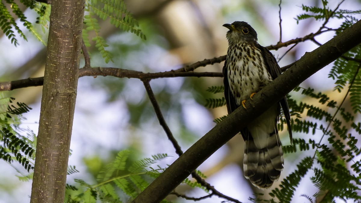 Malaysian Hawk-Cuckoo - ML628954694