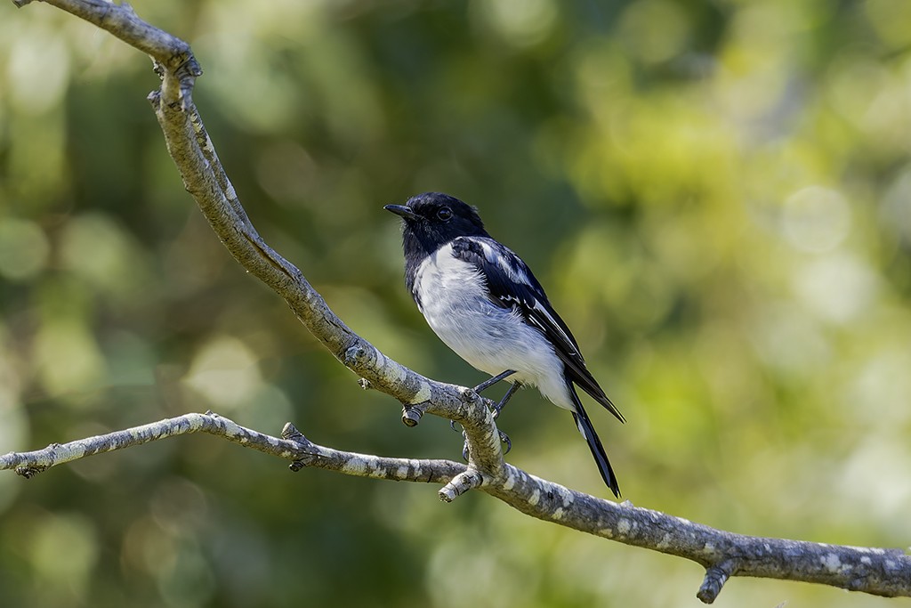 Hooded Robin - ML628954719