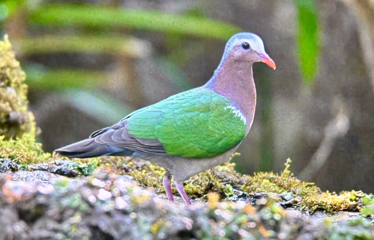 Asian Emerald Dove - ML628954837