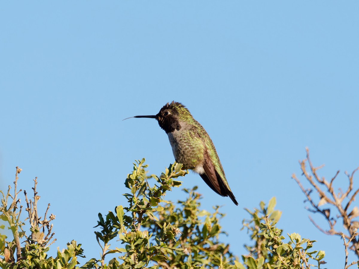 Anna's Hummingbird - Rodrigo Dueñas