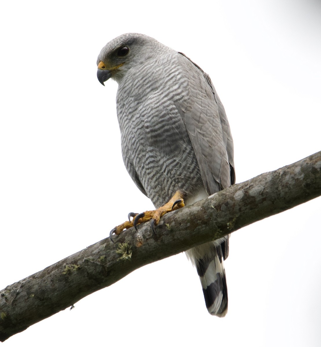 Gray-lined Hawk - ML628955035